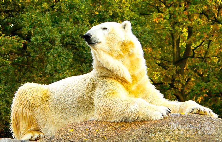  Berlin Zoological Garden Famous polar bear 